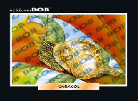 RV057 Caracol (50 pzas)