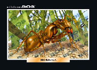 RV060 Hormiga (50 pzas)