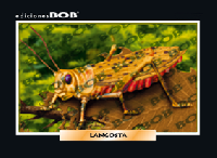 RV061 Langosta de tierra (50 pzas)