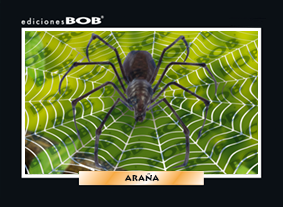 RV064 Araña (50 pzas)