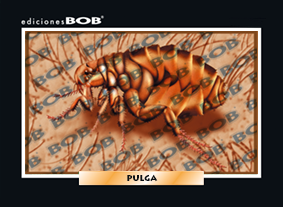 RV065 Pulga (50 pzas)