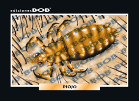 RV067 Piojo (50 pzas)