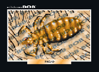RV067 Piojo (50 pzas)
