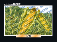 RV070 Maíz (50 pzas)