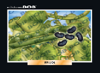 RV071 Frijol (50 pzas)