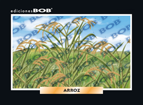 RV072 Arroz (50 pzas)