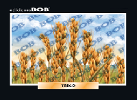 RV073 Trigo (50 pzas)