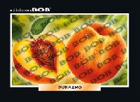RV079 Durazno (50 pzas)
