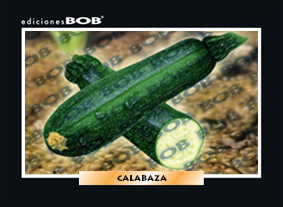 RV087 Calabaza (50 pzas)