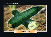 RV087 Calabaza (50 pzas)