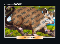 RV097 Tlacuache (50 pzas)