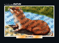 RV098 Nutria (50 pzas)