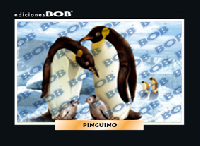 RV105 Pingüino (50 pzas)