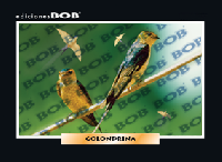 RV106 Golondrina (50 pzas)
