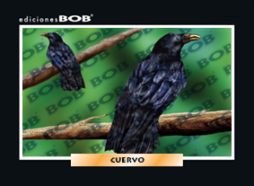 RV108 Cuervo (50 pzas)