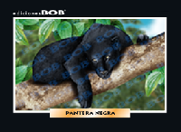 RV119 Pantera negra (50 pzas)