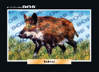 RV121 Jabalí (50 pzas)