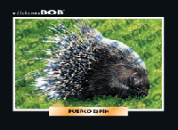 RV128 Puerco espín (50 pzas)