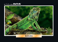 RV130 Iguana (50 pzas)