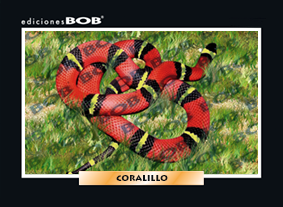 RV131 Coralillo (50 pzas)