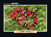 RV131 Coralillo (50 pzas)