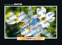 RV133 Libélula (50 pzas)