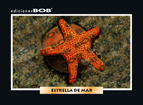 RV137 Estrella de mar (50 pzas)