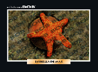 RV137 Estrella de mar (50 pzas)
