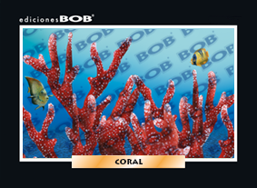 RV138 Coral (50 pzas)