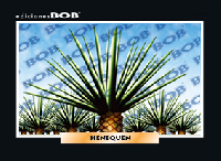 RV145 Henequén (50 pzas)