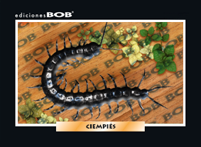 RV156 Ciempiés (50 pzas)