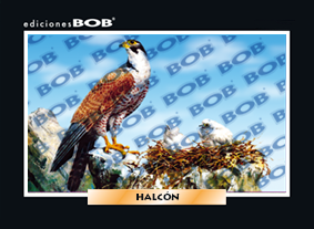 RV157 Halcón (50 pzas)