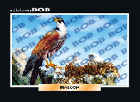 RV157 Halcón (50 pzas)