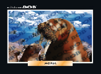 RV160 Morsa (50 pzas)