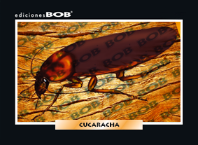 RV166 Cucaracha (50 pzas)