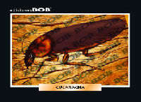 RV166 Cucaracha (50 pzas)