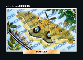 RV182 Polilla (50 pzas)