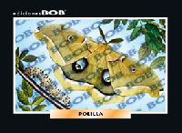 RV182 Polilla (50 pzas)