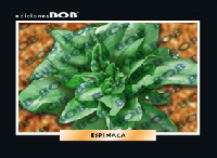 RV195 Espinaca (50 pzas)