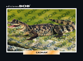 RV200 Caimán (50 pzas)