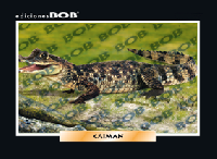 RV200 Caimán (50 pzas)