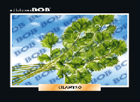 RV202 Cilantro (50 pzas)