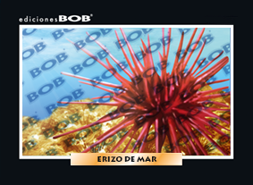 RV205 Erizo de mar (50 pzas)