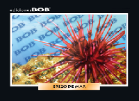 RV205 Erizo de mar (50 pzas)