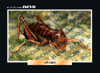 RV206 Grillo (50 pzas)