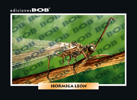 RV207 Hormiga león (50 pzas)