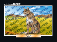 RV211 Puma americano (50 pzas)