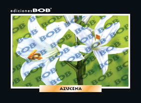 RV212 Azucena (50 pzas)