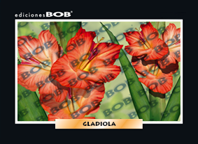RV213 Gladiola (o) (50 pzas)