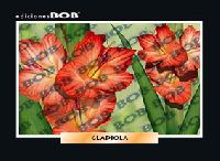 RV213 Gladiola (o) (50 pzas)